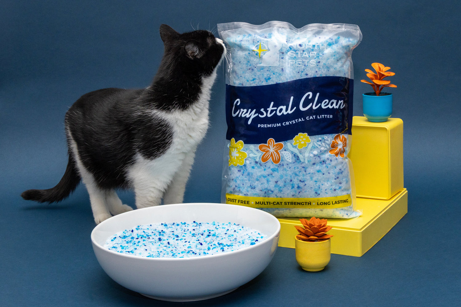 Keeping Cats Cool in Summer