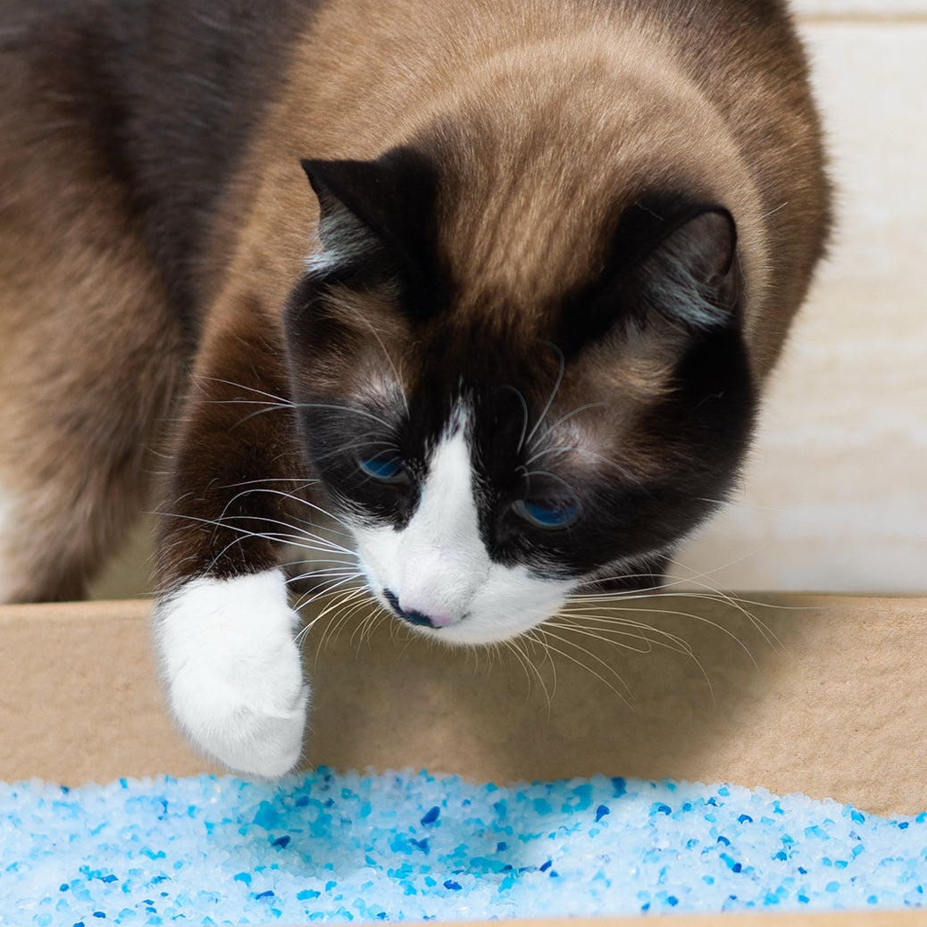 Clumping vs Non-Clumping Cat Litter: What's the Difference?