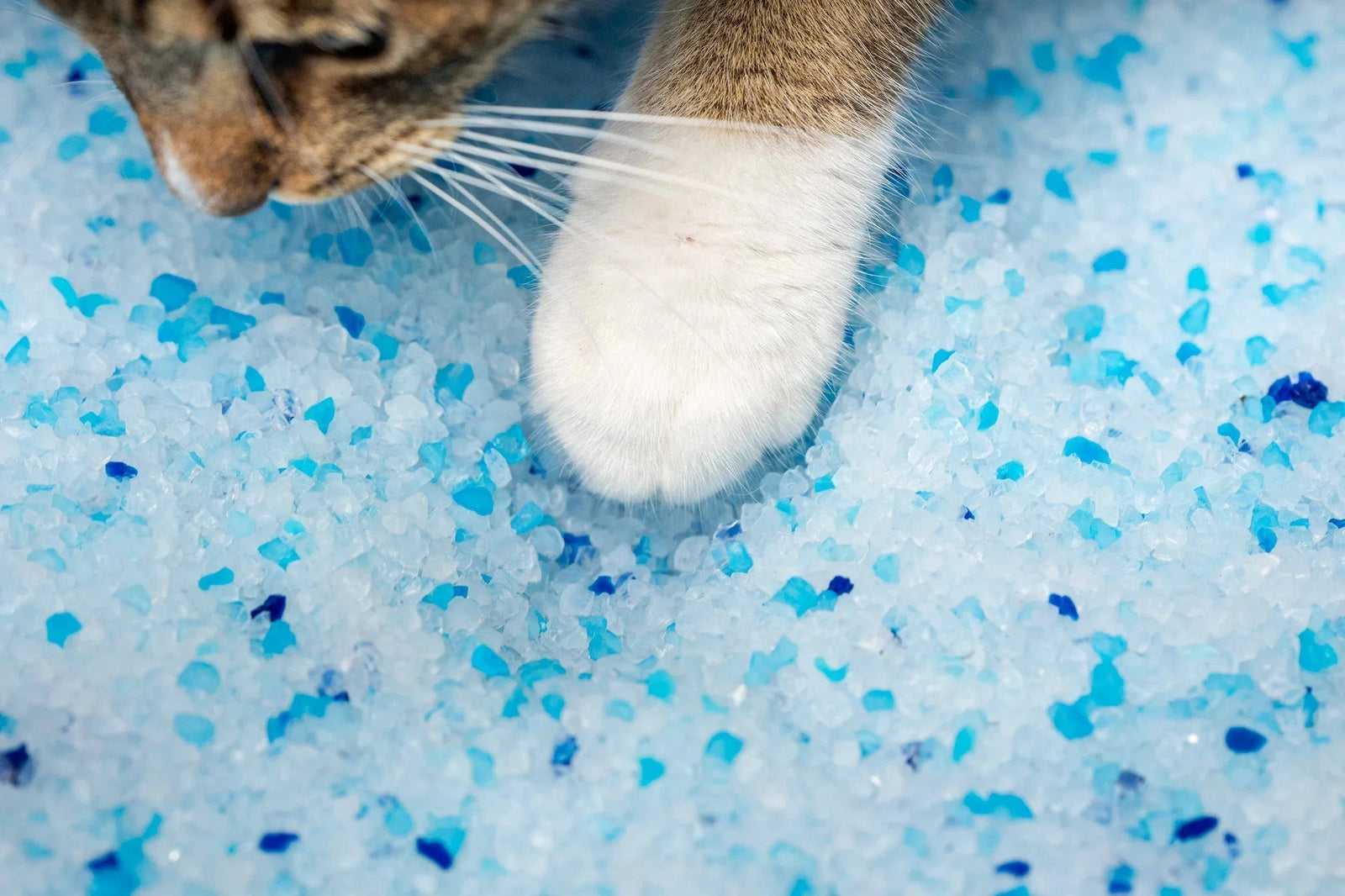 Cat's white paw stepping on blue and white non-clumping cat litter crystals