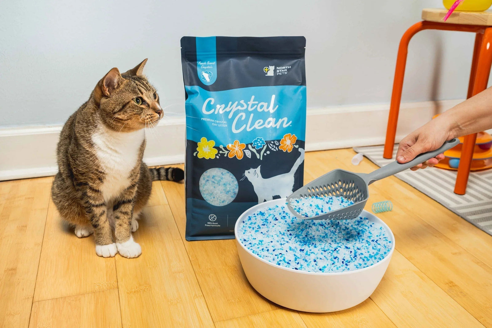 Tabby cat beside bag of Crystal Clean non-clumping cat litter and litter scoop in white bowl