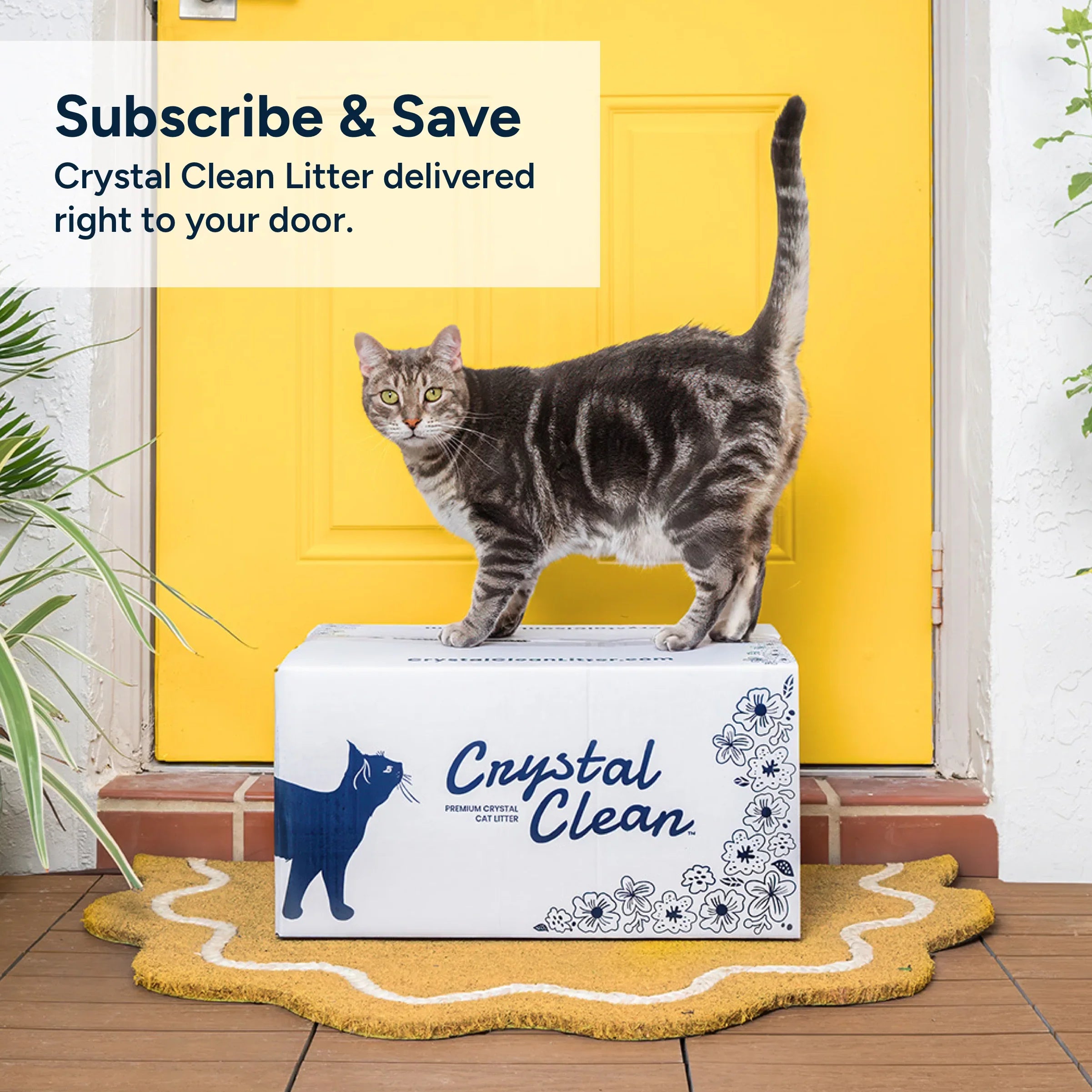 Tabby cat standing on Crystal Clean non-clumping cat litter box on yellow doormat by yellow door