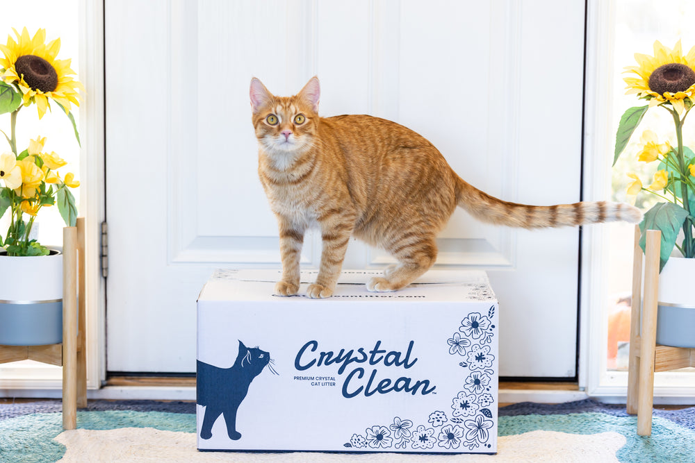 Crystal Clean bag with five cats and litter box on light blue background