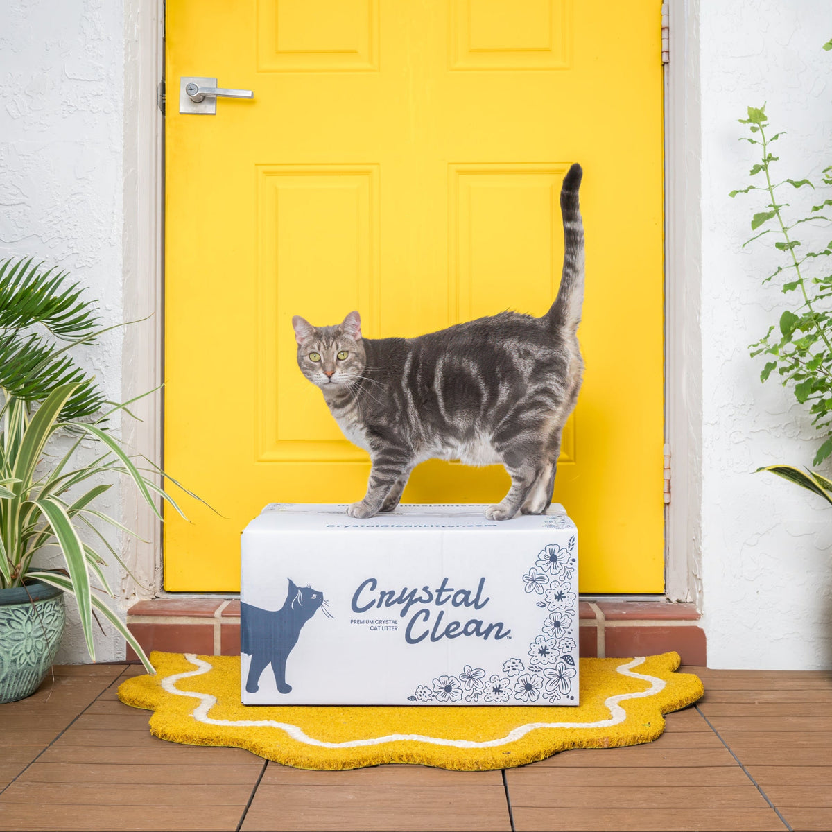 Cat standing on a box with 'Crystal Clean' branding in front of a yellow door.